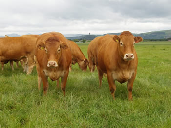 Two Heifers